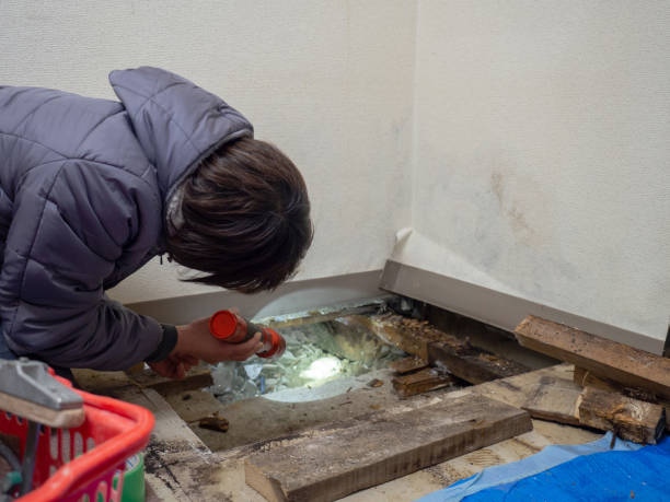 Best Industrial Mold Remediation  in Lewisport, KY