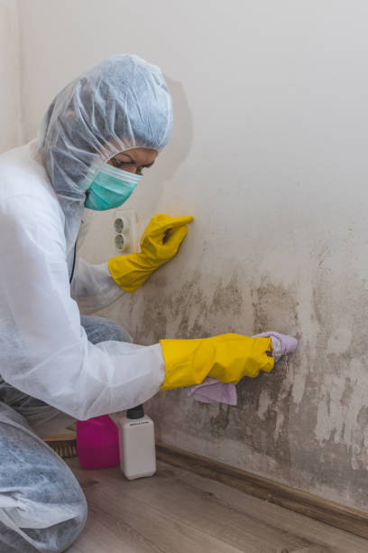Best Emergency Mold Remediation  in Lewisport, KY