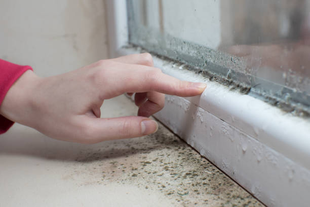 Best Dehumidification Services  in Lewisport, KY