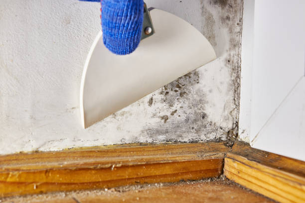 Best Indoor Air Quality Assessment  in Lewisport, KY