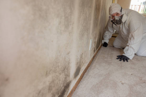 Best Mold Damage Restoration  in Lewisport, KY
